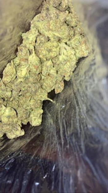 3059008880, female escort, Fort Lauderdale